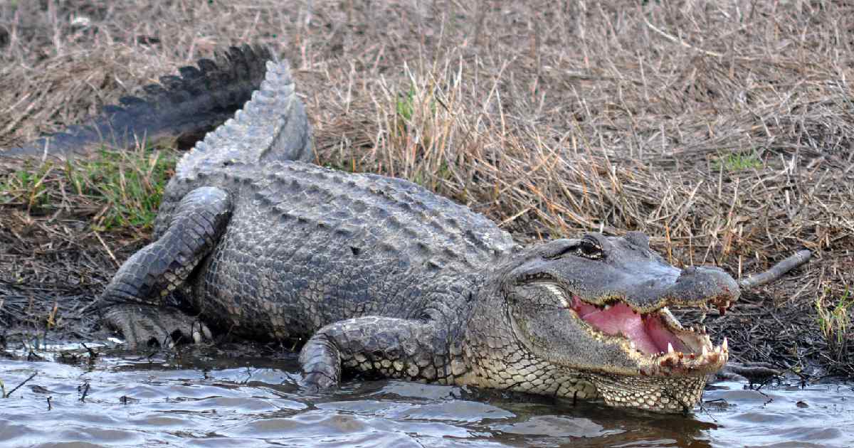 American Alligator - Largest Crocodiles in the World