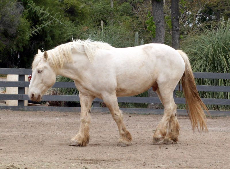 American Cream Draft horse breed