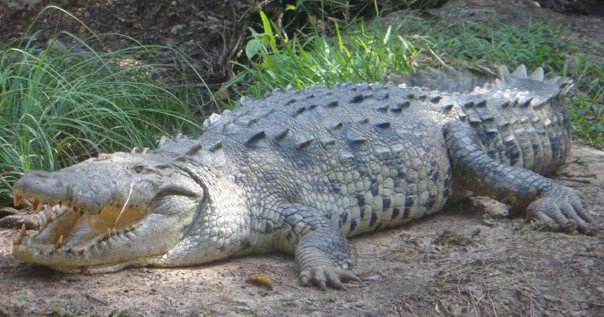 American Crocodile - Largest Crocodiles in the World