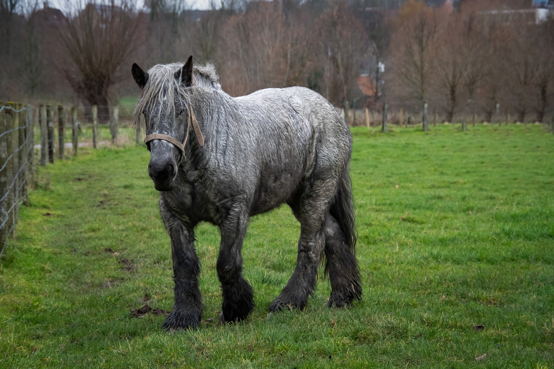 Belgian Draft horse breed