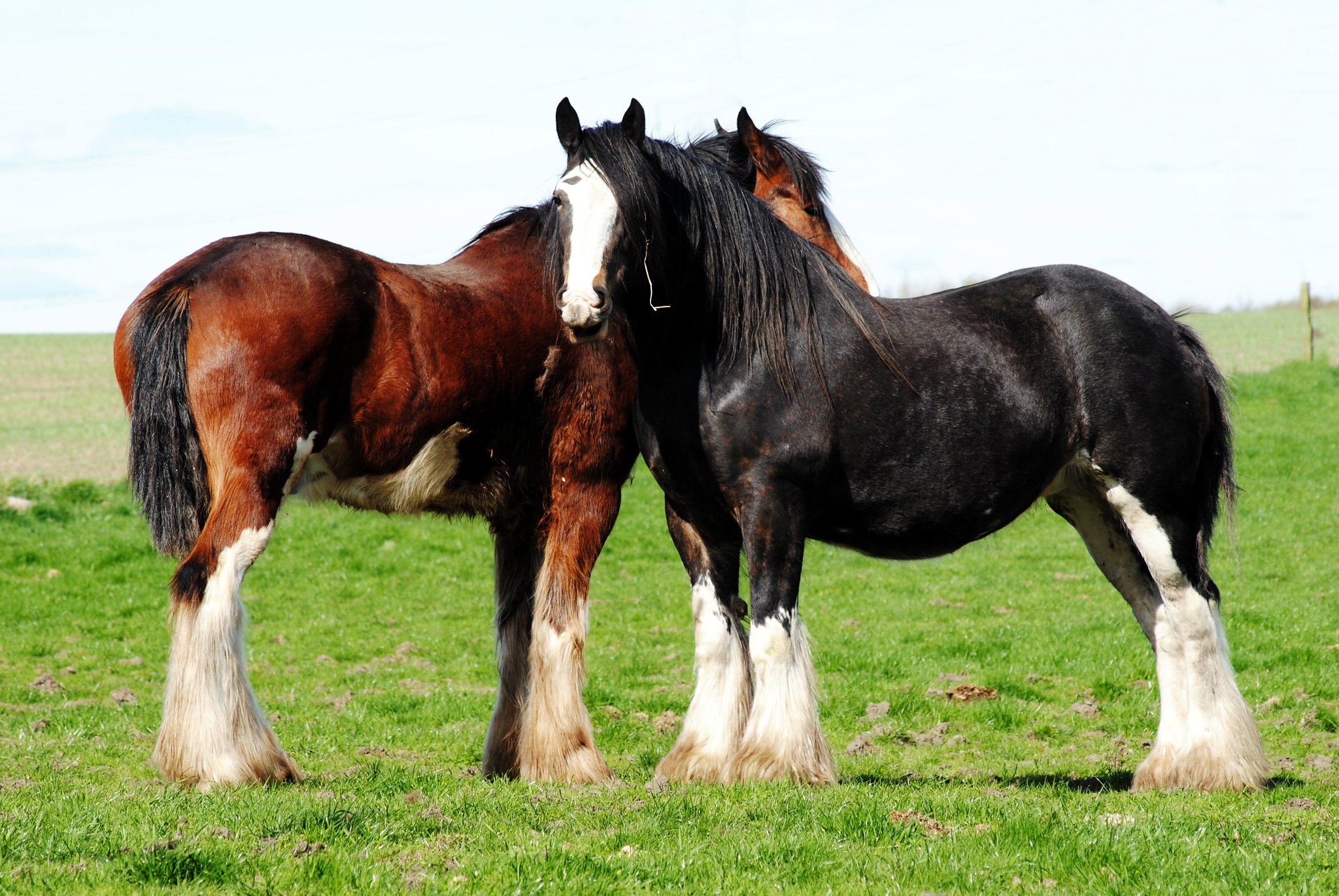 Clydesdale horse breed