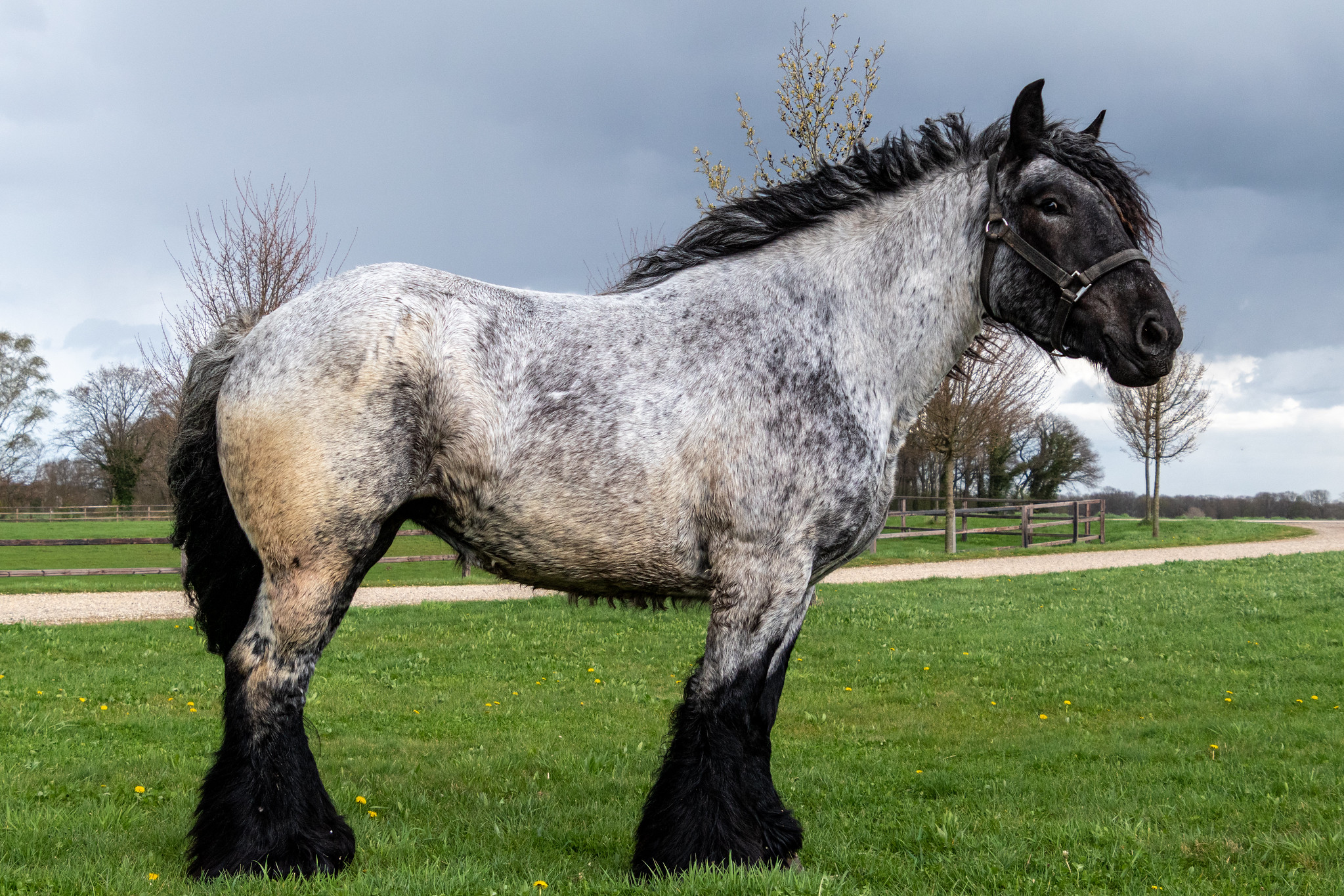 Dutch Draft horse breed