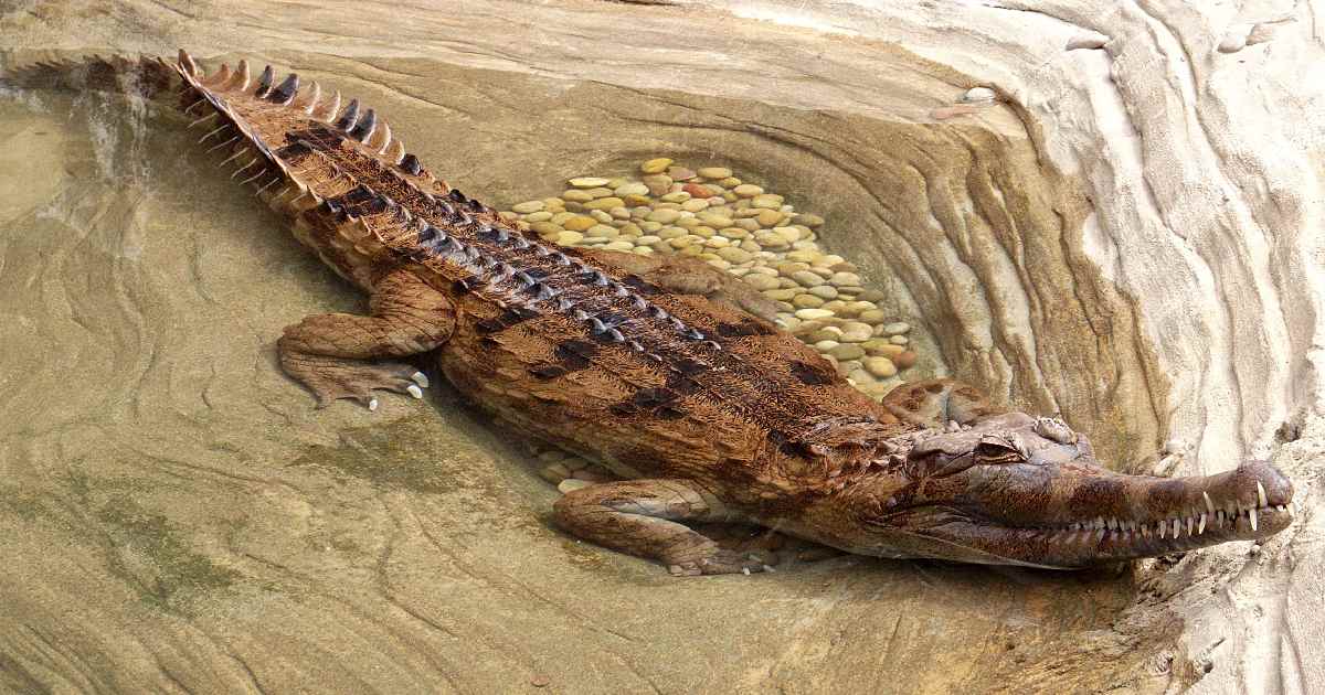 False Gharial - Largest Crocodiles in the World