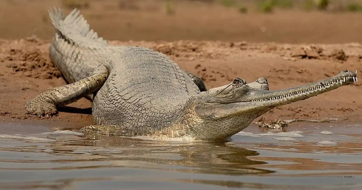 Gharial - Largest Crocodiles in the World