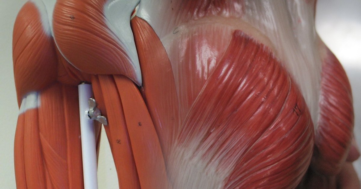 Gluteus Maximus - Largest Muscles in Human Body
