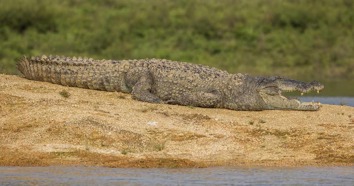 Mugger Crocodile - Largest Crocodiles in the World