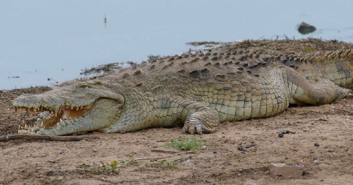 Nile Crocodile - Largest Crocodiles in the World