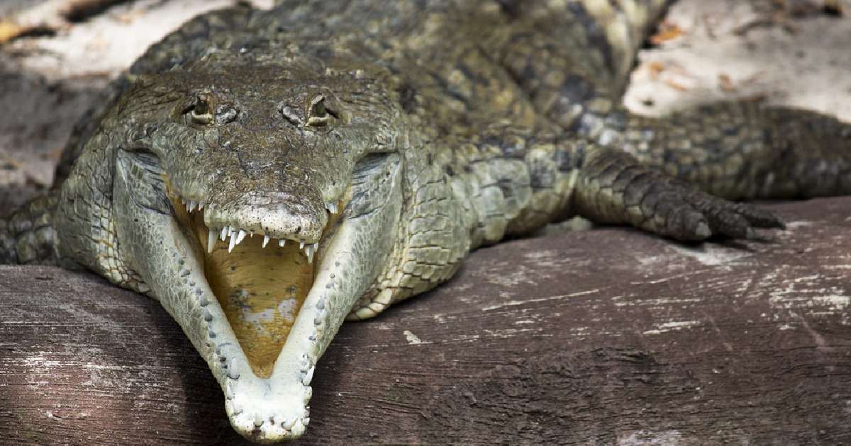 Orinoco Crocodile - Largest Crocodiles in the World