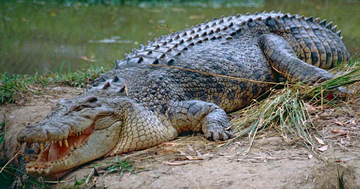 Saltwater Crocodile - Largest Crocodiles in the World