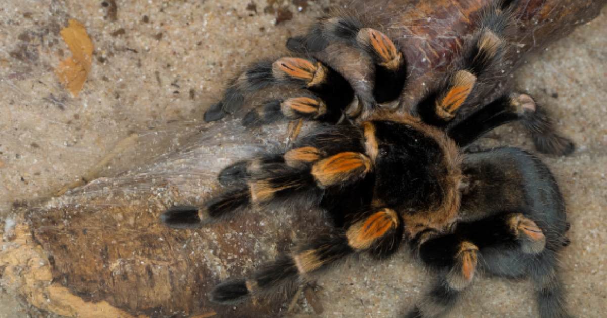 Common Myths About Spiders and Their Weights