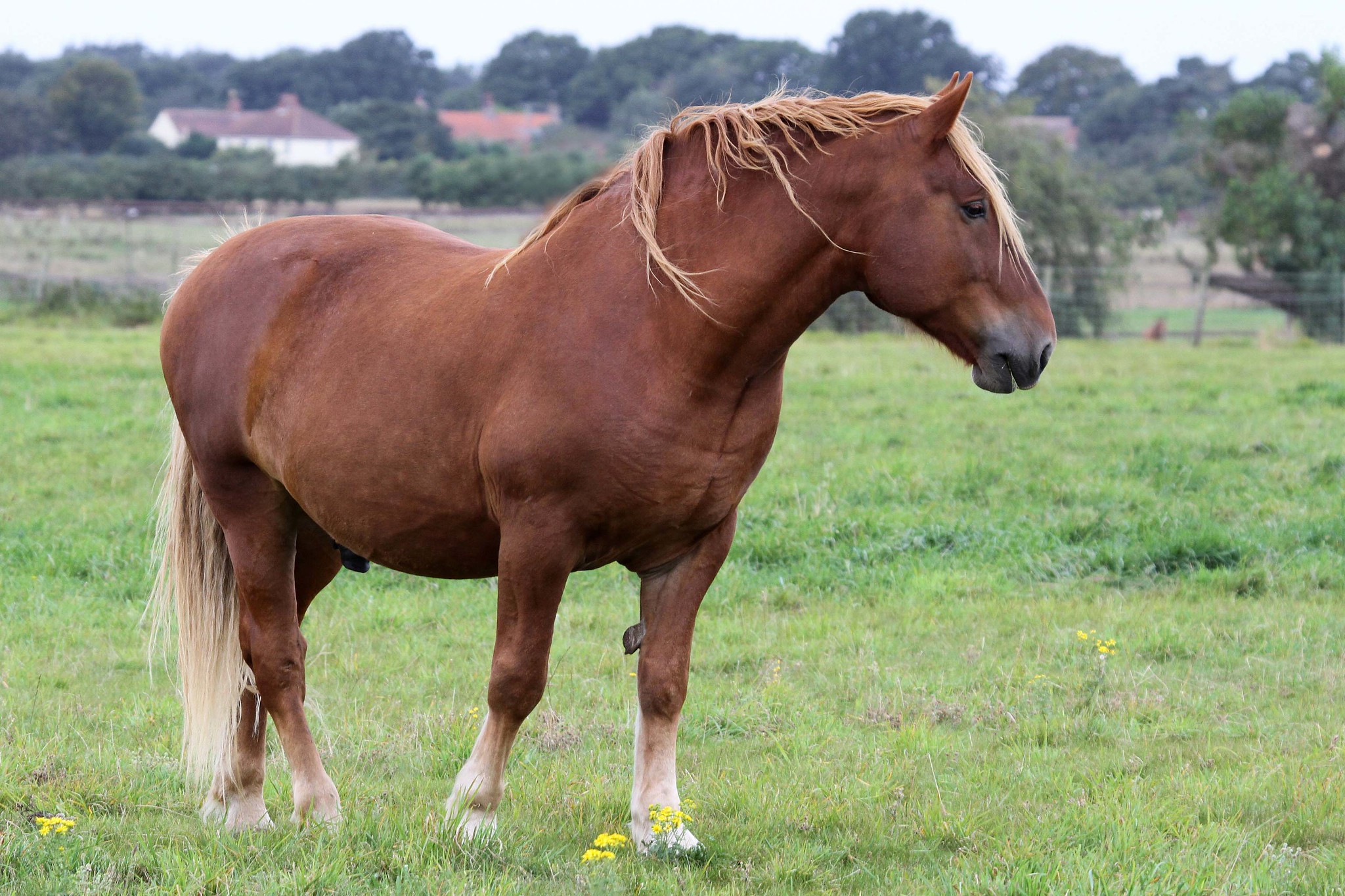 Suffolk Punch horse breed