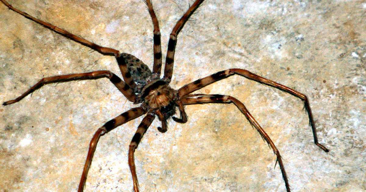 Heteropoda maxima - How Much Do Spiders Weigh