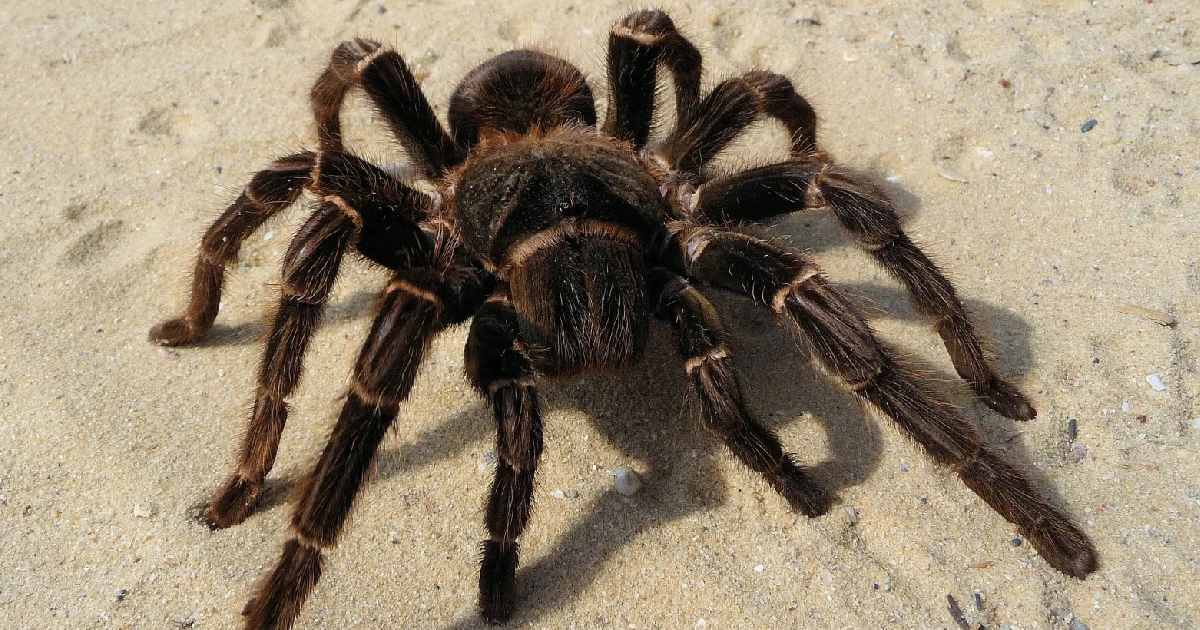Lasiodora parahybana - How Much Do Spiders Weigh