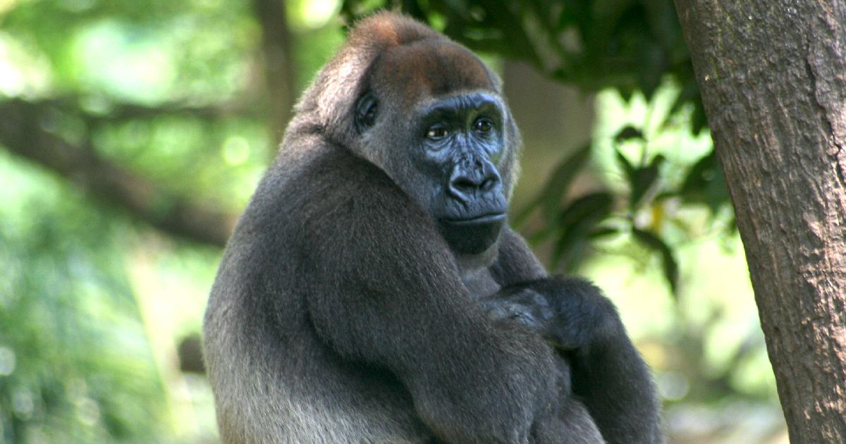The Largest Gorilla Species in the World - FreeJobAlert.Com