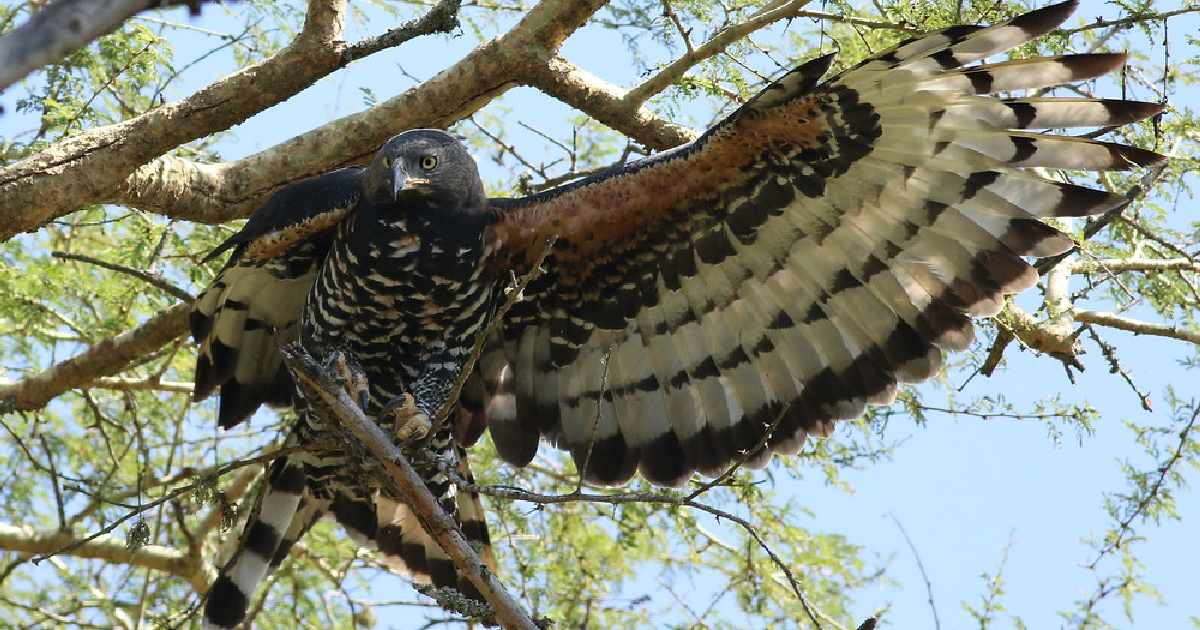 African Crowned Eagle - Largest Birds of Prey in the World