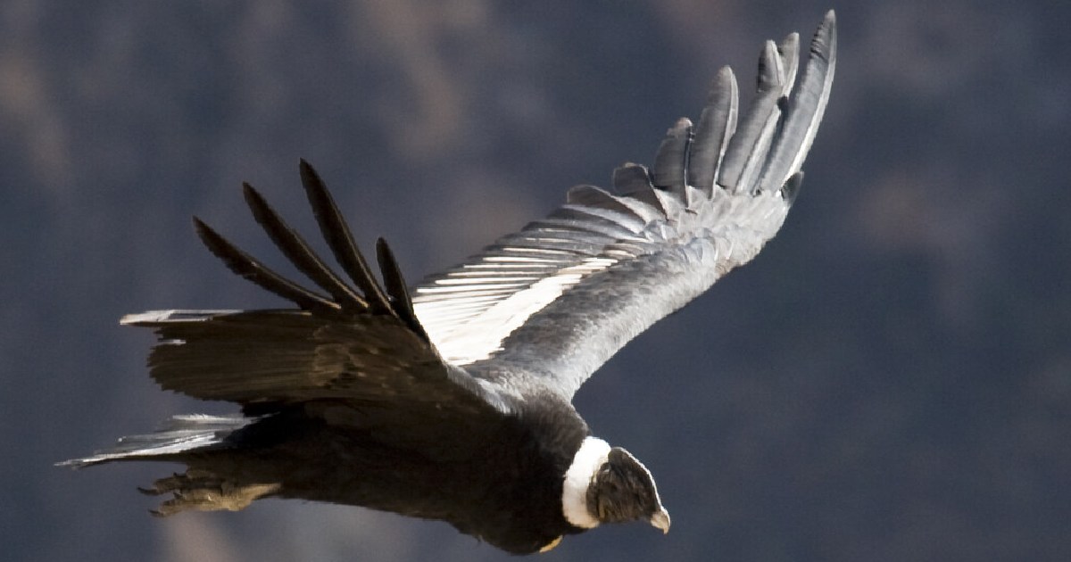 Andean Condor - Largest Birds of Prey in the World