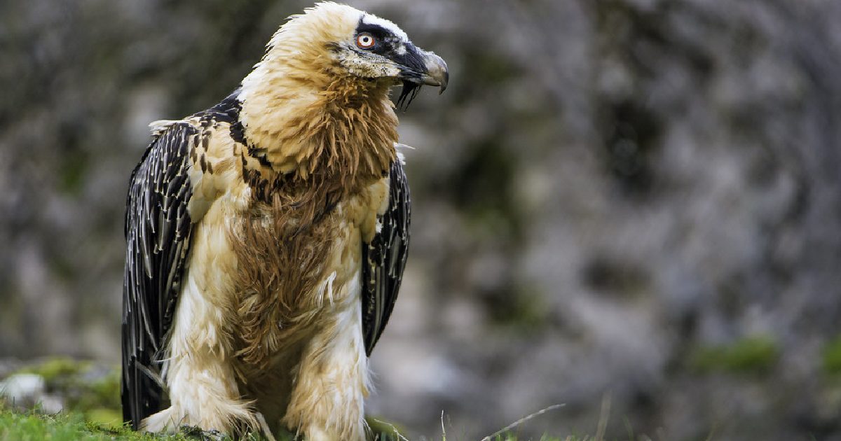 Bearded Vulture - Largest Birds of Prey in the World