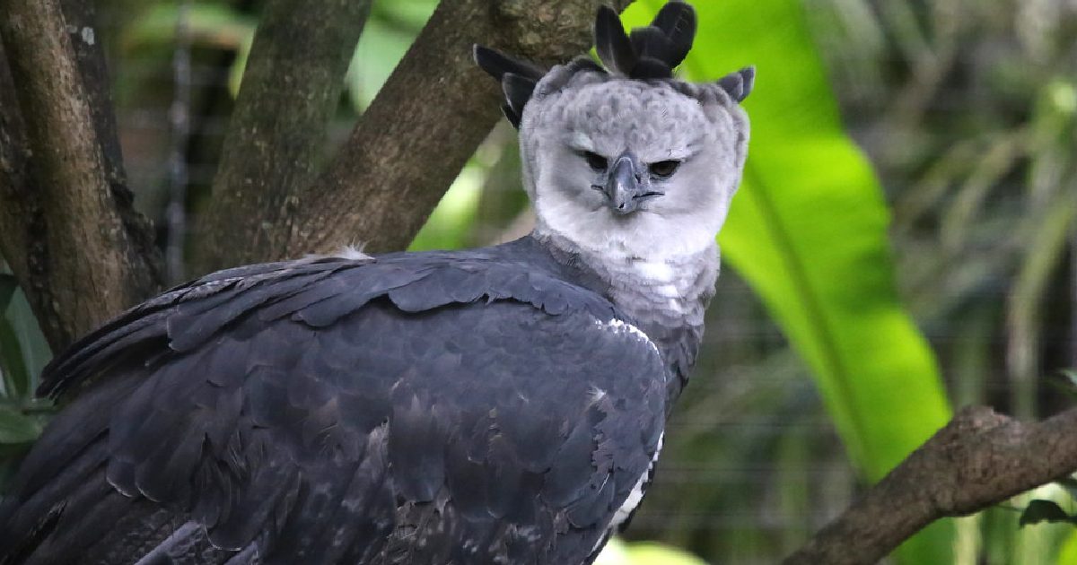 Harpy Eagle - Largest Eagles in the World