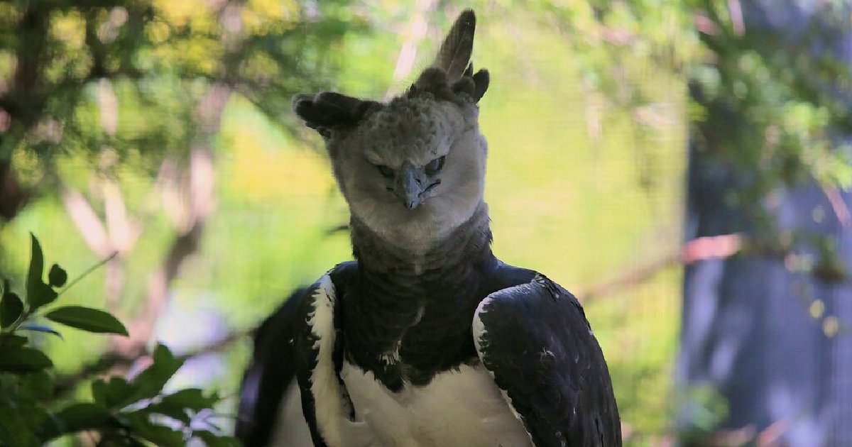 Harpy Eagles - Largest Birds of Prey in the World