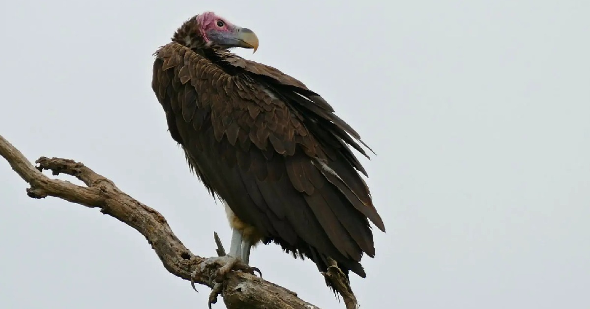 Lappet Faced Vultures - Largest Birds of Prey in the World