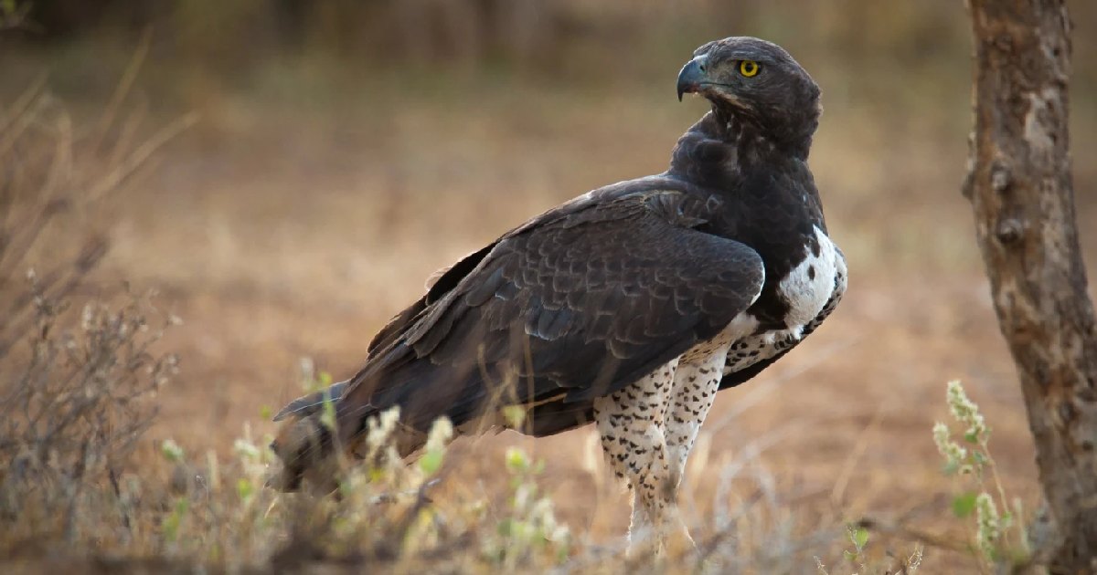 Martial Eagle - Largest Birds of Prey in the World