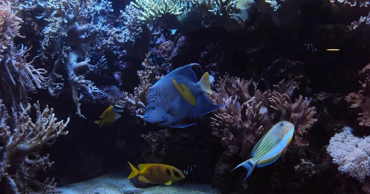 Papahānaumokuākea Marine National Park - Largest National Parks in the World