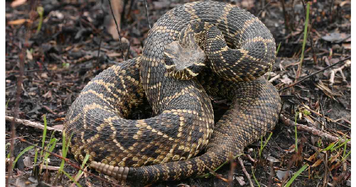 Eastern Diamondback Rattlesnake