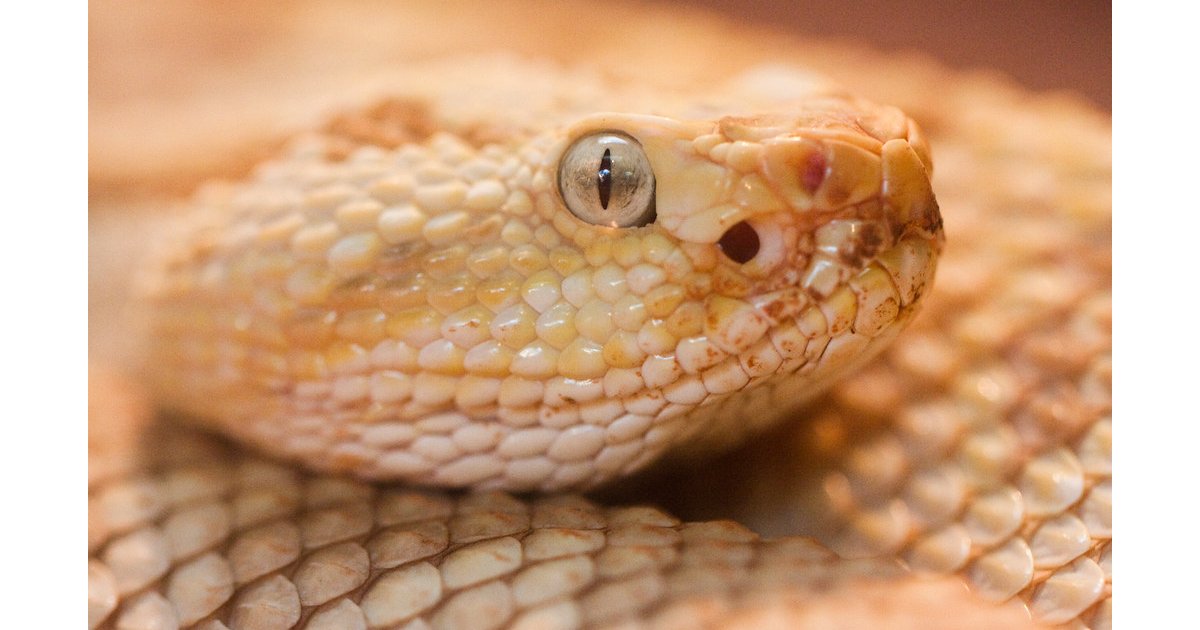 Neotropical Rattlesnake