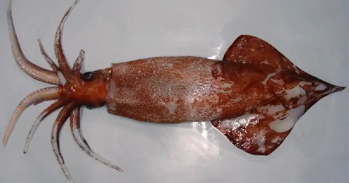 Top 10 Largest Squid Species in the World - FreeJobAlert.Com