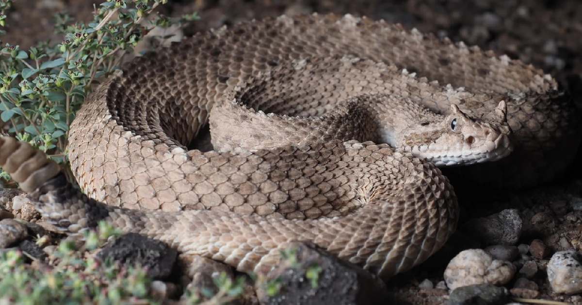 Sidewinder Rattlesnake