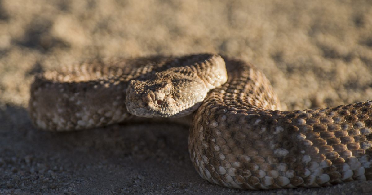 Speckled Rattlesnake