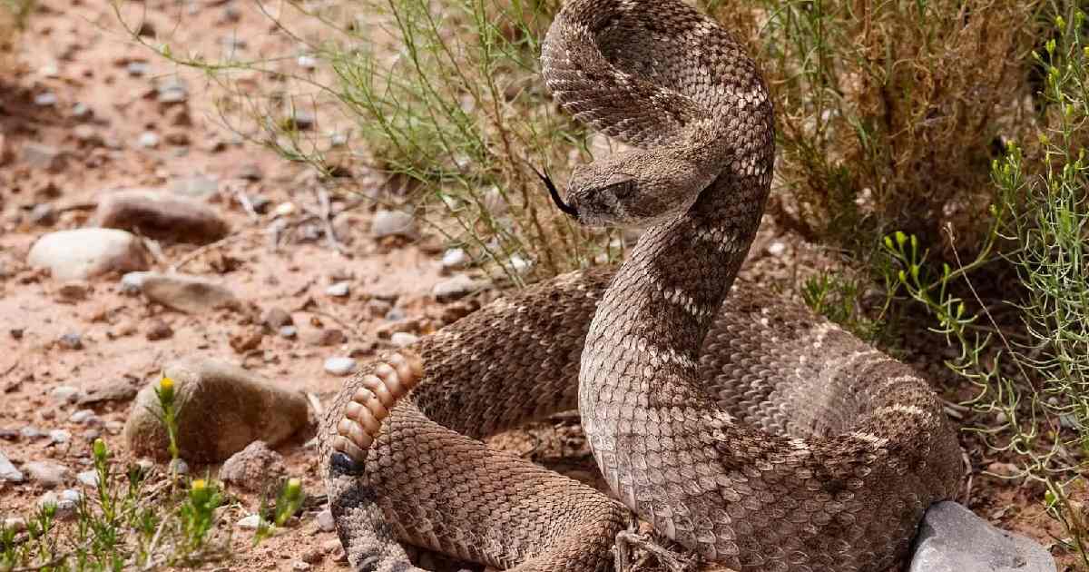 Western Diamondback Rattlesnake