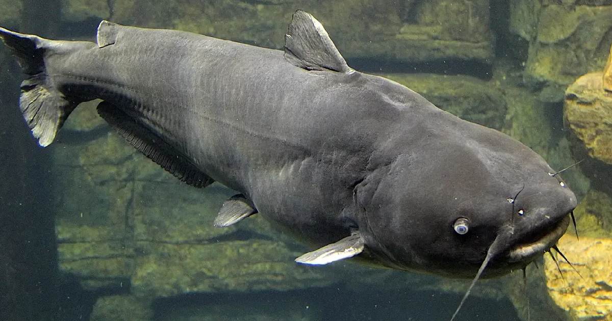 Blue Catfish - largest catfish species