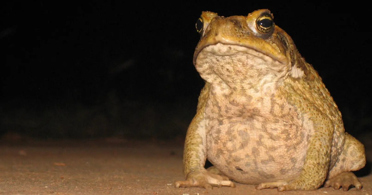 Top 5 Largest Toads in the World - Biggest Toad Species