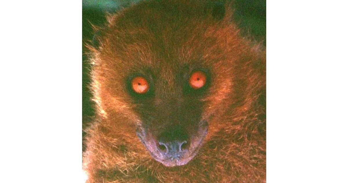 Fijian Monkey-faced Bat - largest bats in the world
