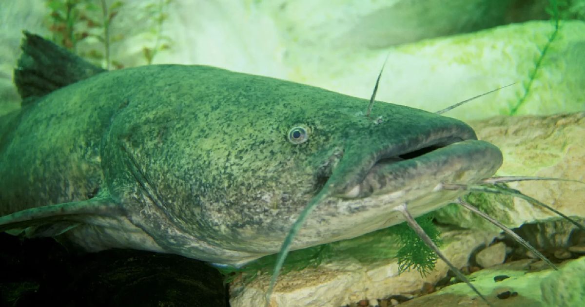 Flathead Catfish - largest catfish species