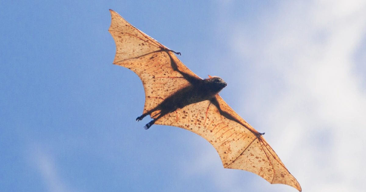 Giant Golden-crowned Flying Fox - largest bats in the world
