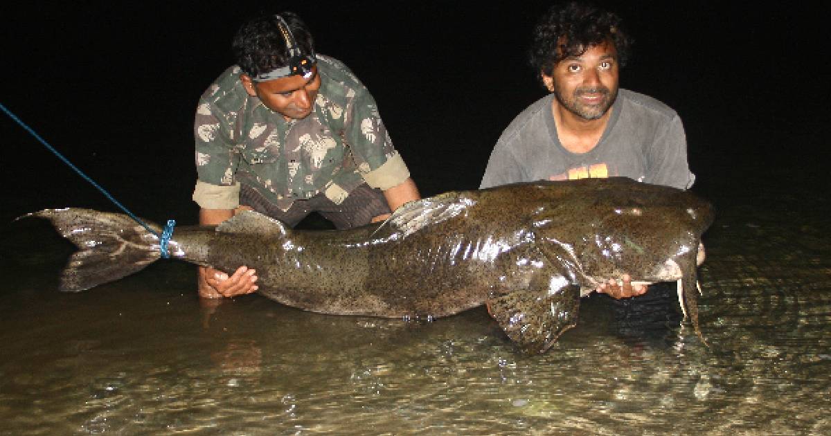 Goonch - largest catfish species