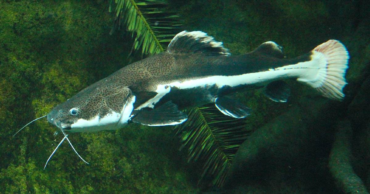 Lau-Lau (Piraiba) - largest catfish species