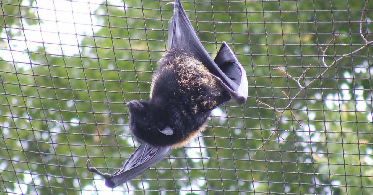 Livingstone’s Fruit Bat - largest bats in the world
