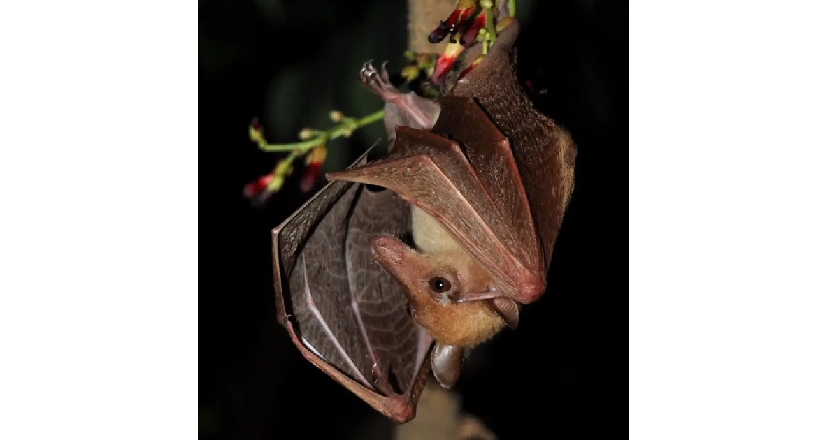 Long-tongued Fruit Bat - largest bats in the world
