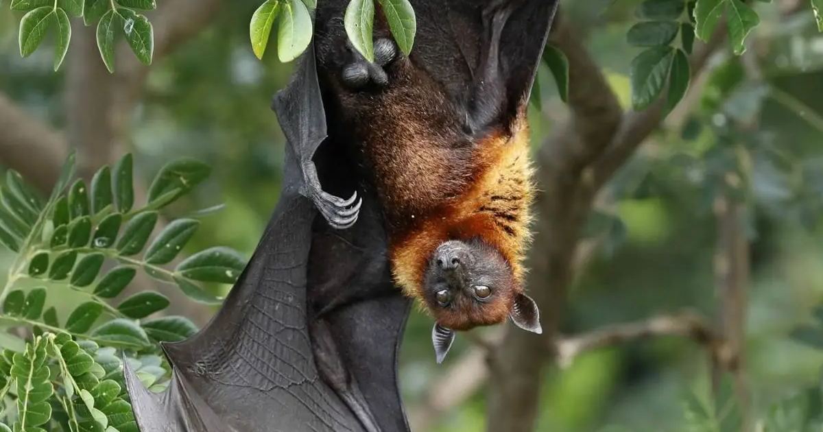 Lyle’s Flying Fox - largest bats in the world
