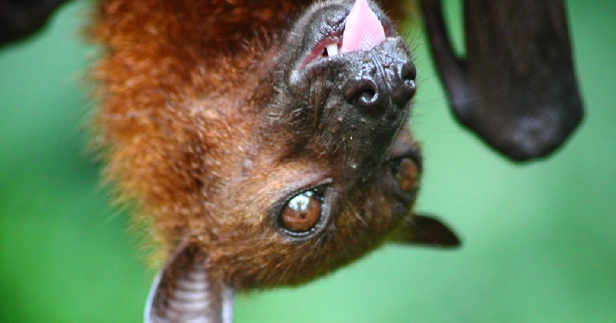 Malaysian Flying Fox - largest bats in the world
