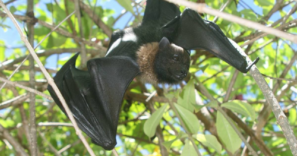 Mariana Fruit Bat - largest bats in the world
