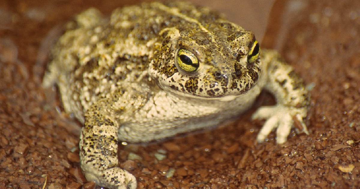 Natterjack Toad