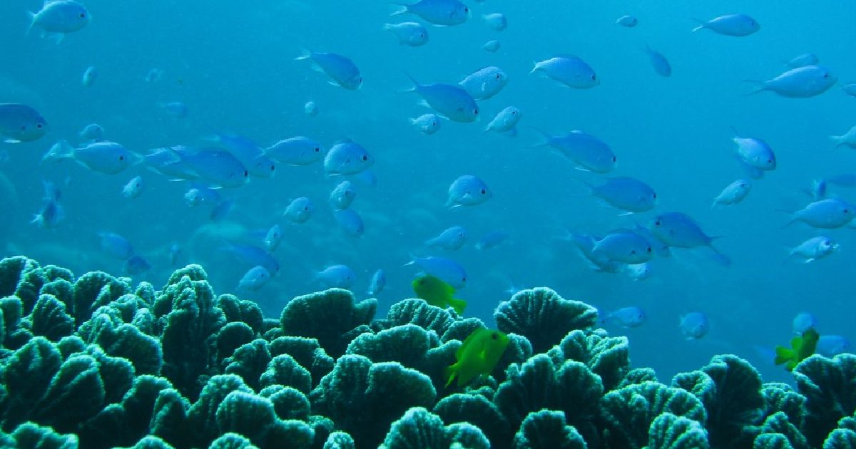 Ningaloo Reef - largest coral reefs in the world