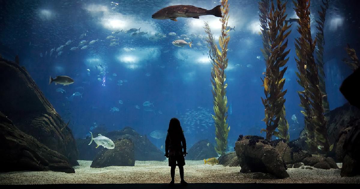 Oceanário de Lisboa - largest aquariums in the world