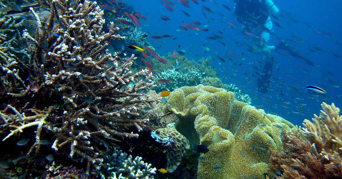 Raja Ampat, Indonesia - largest coral reefs in the world