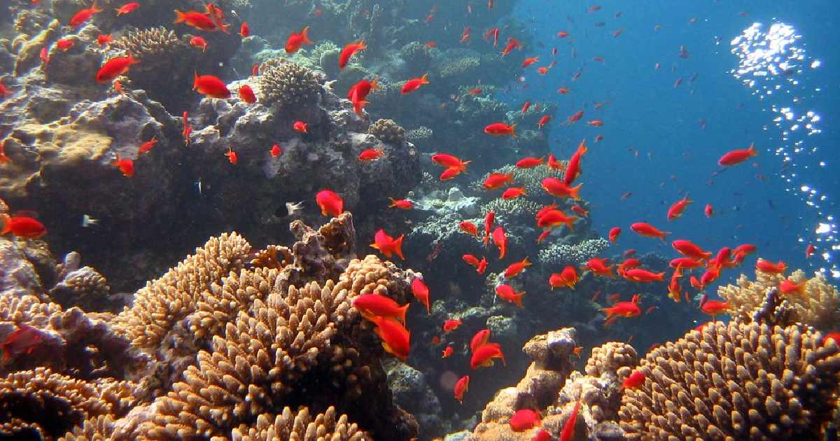 Red Sea Coral Reef - largest coral reefs in the world