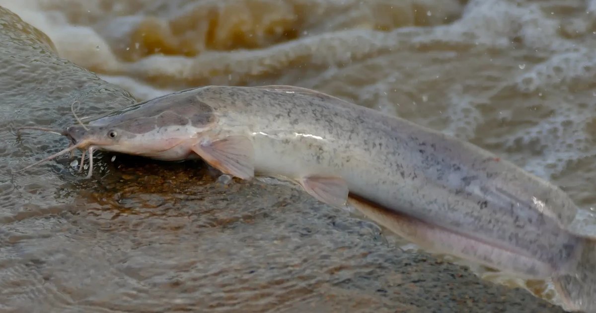 Sharptooth Catfish - largest catfish species